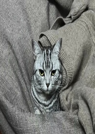 3夫小说